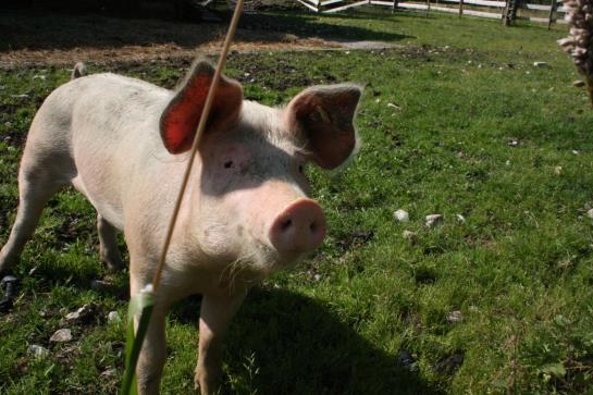 Hotel Edelsberg Berg- Und Aktiv 6