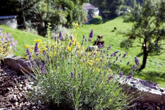 Bauernhof Haus Kandlinger - Kreuth-brunnbichl 1