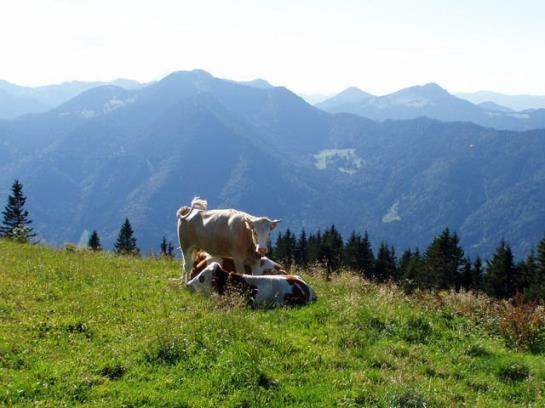 Bauernhof Haus Kandlinger - Kreuth-brunnbichl 5