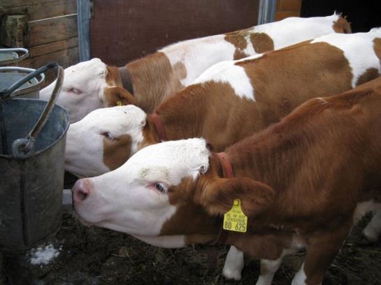 Bauernhof Haus Kandlinger - Kreuth-brunnbichl 7