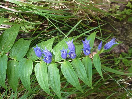 Hotel Restaurant Schneckenhäusl 19