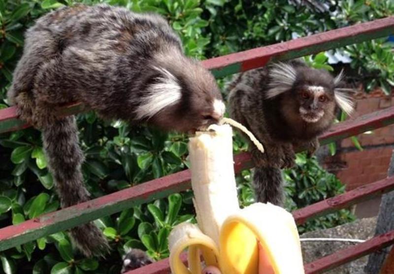 Green Culture Eco Hostel  | Rio de Janeiro | Rio de Janeiro | Brasil 5