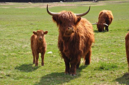 Greenline Waldhotel Forsthaus Dröschkau 15