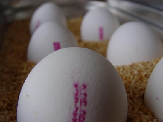 Hotel Garni Leineweber Mülheim an der Ruhr Renania del Norte Westfalia