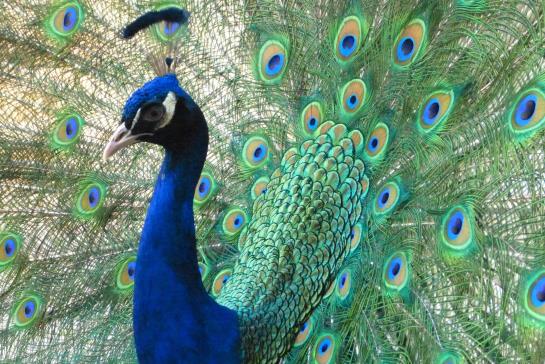 Pension Rhein River Guesthouse 10