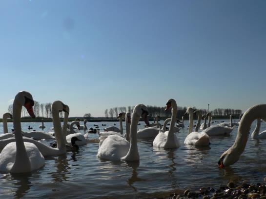 Pension Rhein River Guesthouse 16