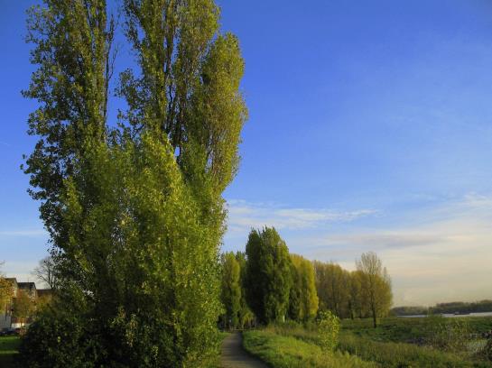 Pension Rhein River Guesthouse 9