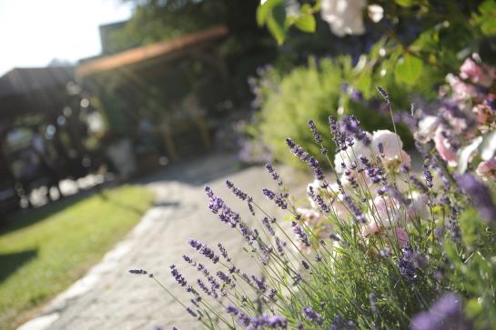 Pension Landgasthof Seemer 8