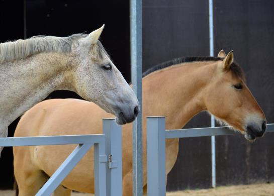 Hotel Ferienwohnungen Weichaer Hof 19