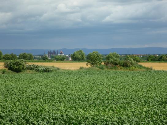 Landhaus Rebstock 11