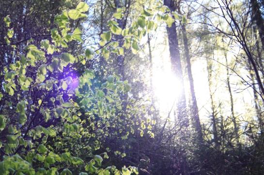 Hotel Wiedener Eck 14