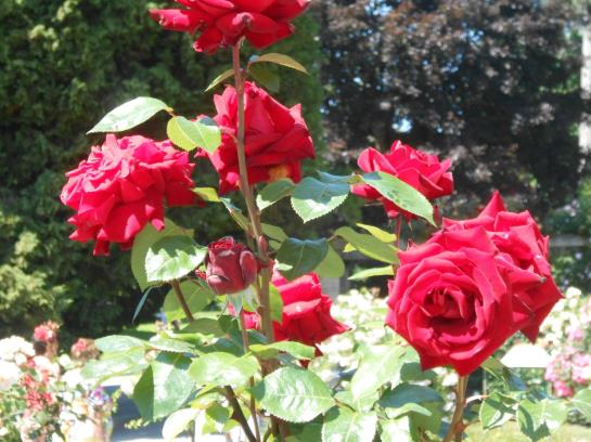 Pension Schuetzen Landgasthof 8