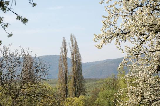 Pension Kleine Kalmit Gaestehaus 1