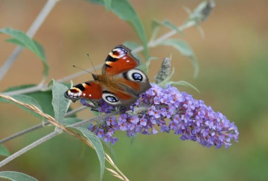 Pension Kleine Kalmit Gaestehaus 2
