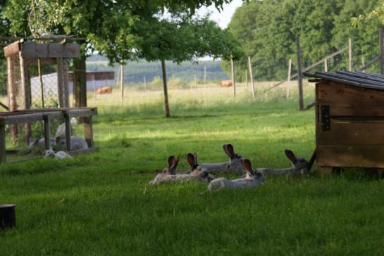 Pension Waldesblick Ferienhof & Gasthaus 17