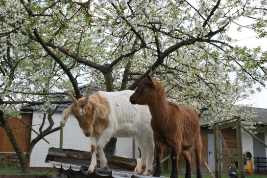 Pension Waldesblick Ferienhof & Gasthaus 5