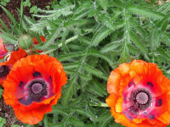 Bed & Breakfast Pension Marienhof 10