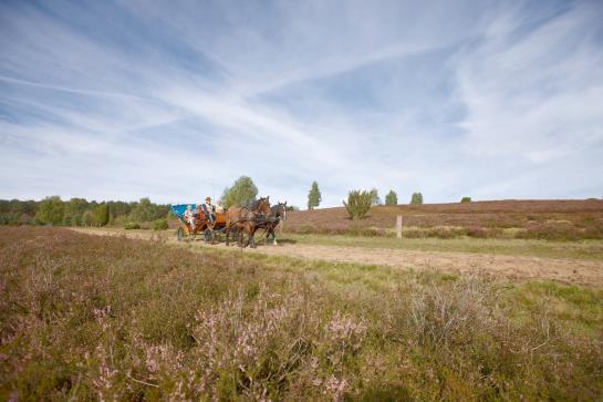 Best Western Hotel Heidehof 10