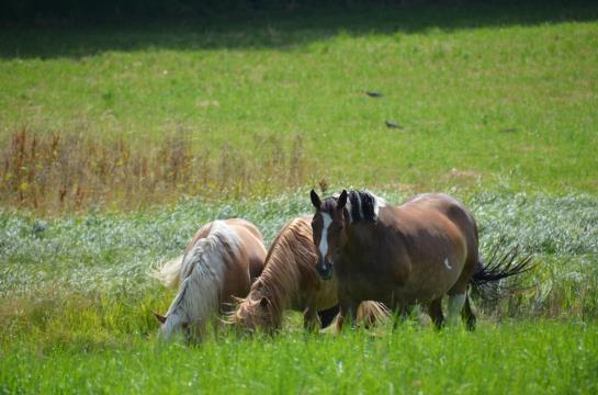 Hotel Sulzbacher Hof 4