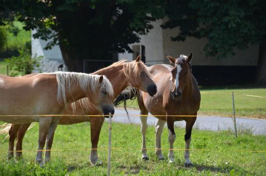 Hotel Sulzbacher Hof 6