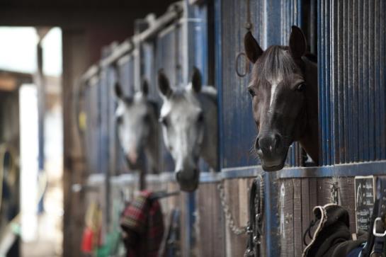 Hotel Zum Bergsee Damme 16