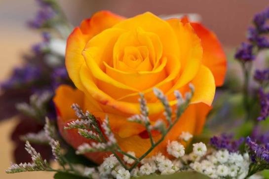 Waldhotel Elfbuchen 5