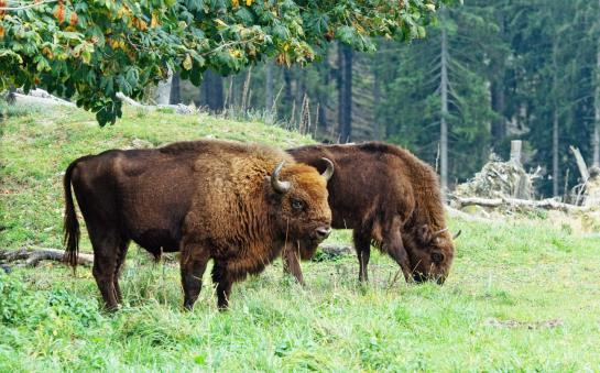 Hotel Pension Haus Erna 1