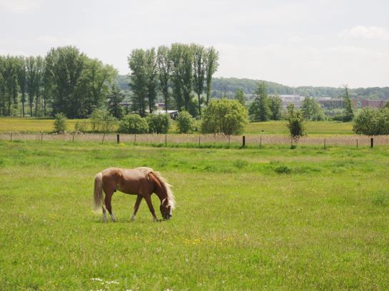 Pension Auenhof Landgasthaus 4