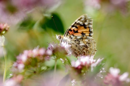 Hörger Biohotel Und Tafernwirtschaft 4