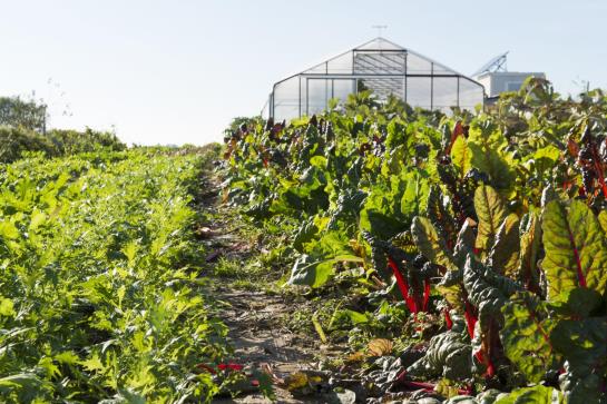 Hörger Biohotel Und Tafernwirtschaft 6