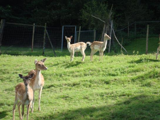 Hotel Paradeismühle 4