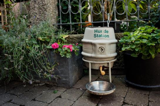 Hotel Alt-ringlein 6