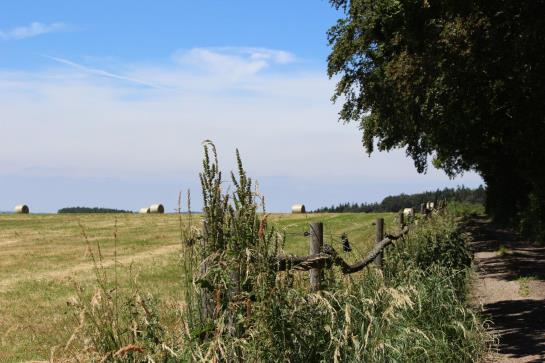 Hotel Drei Lilien 14