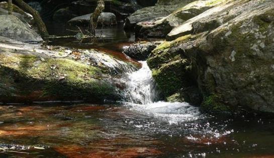 Forest Creek Lodge 10