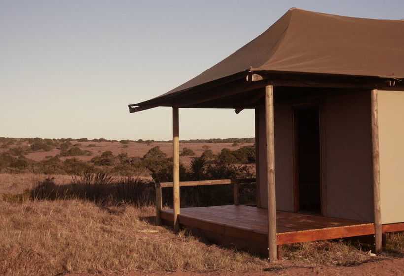 Amakhala Game Reserve - Hlosi Game Lodge 18