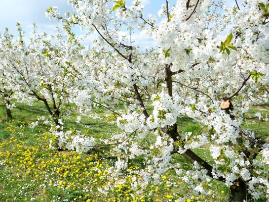 Bed and Breakfast Villa Orchard 12