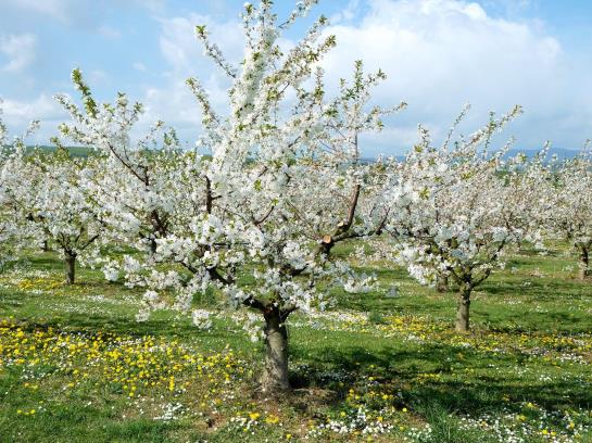 Bed and Breakfast Villa Orchard 6