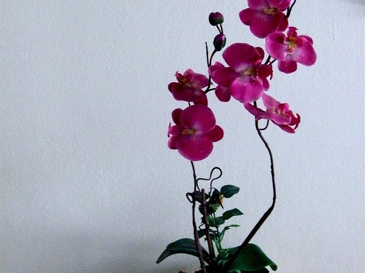 Hotel Mali's Room 12