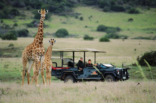 Hotel Amakhala Game Reserve - Safari Lodge 20