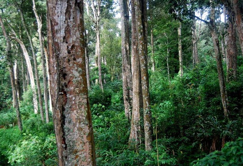 Bed and Breakfast Green Spaces Munnar 5