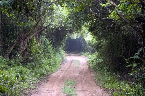 Hotel Makakatana Bay Lodge 5