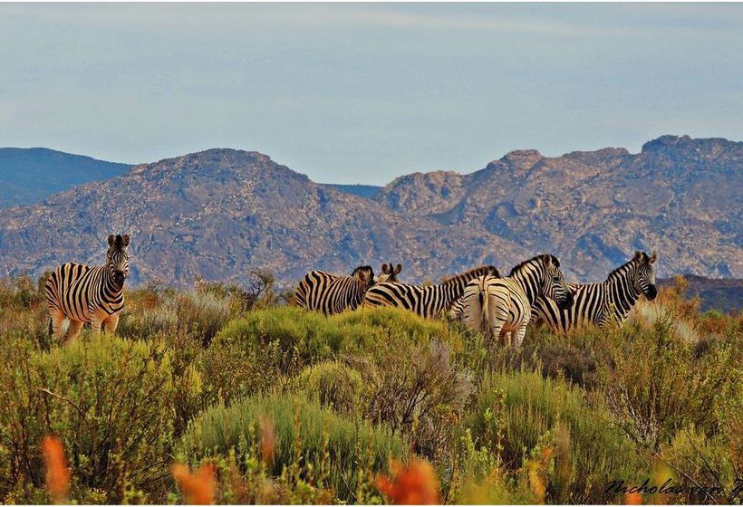 Kagga Kamma Nature Reserve 19