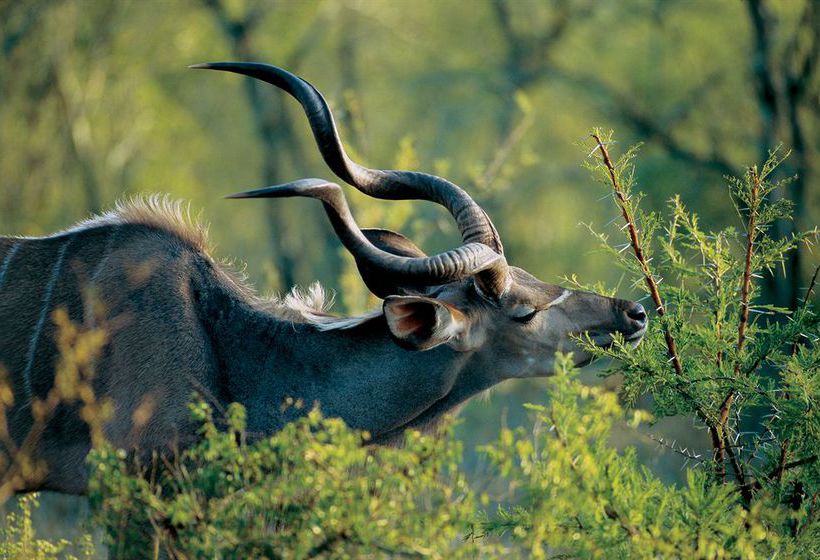 Hotel Nkomazi Game Reserve 14