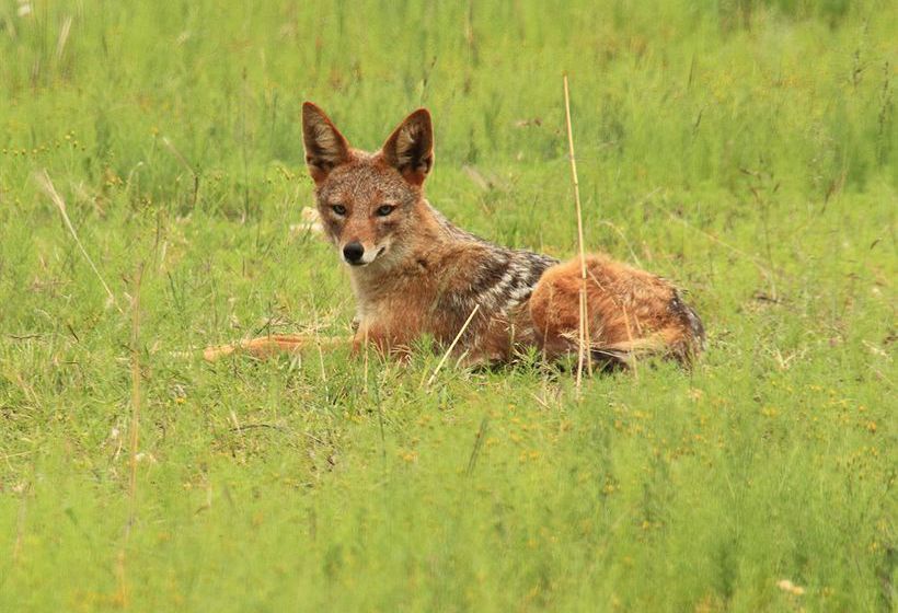 Hotel Nkomazi Game Reserve 8