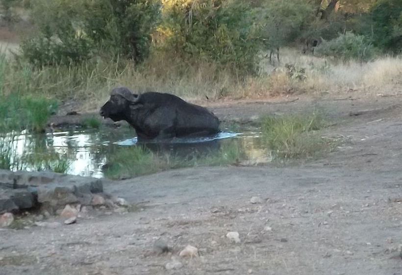 Hotel Kruger Adventure Lodge 2