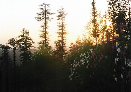 Hotel Whistling Pines Resort 12