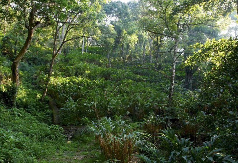 Bluebells Valley Resort - Munnar 11