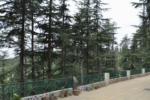 Hotel The Woodstock Resort 5