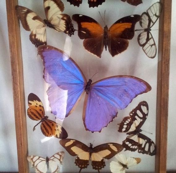 Hotel Fredy S Bunaglow 14