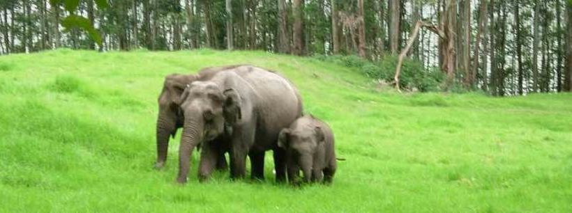 The Fog Munnar Resorts & Spa 12